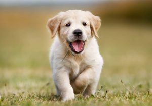 Treatments For Fevers In Dogs