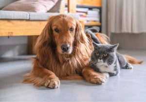 Treatments For Fevers In Dogs